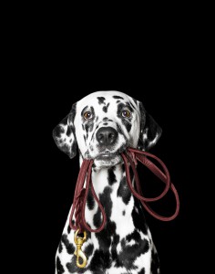 Dalmatian dog holding leash in its mouth