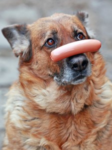 dog with hot dog Weiner resting on its snout