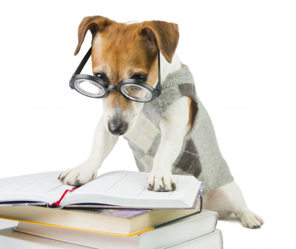 Smart Jack russell terrier