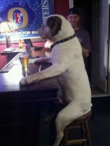 dog sitting at a bar drinking beer