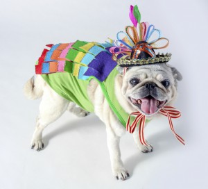 pug wearing pride parade outfit