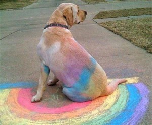 dog with rainbow chalk covering its fur