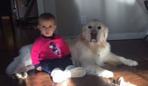 young child with golden retriever