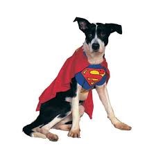 Dog wearing superman costume and cape
