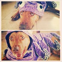 Rory the pitbull dog wearing an octopus costume
