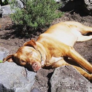 Rory the pitbull dog sunbathing