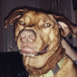 portrait of Rory the pitbull dog