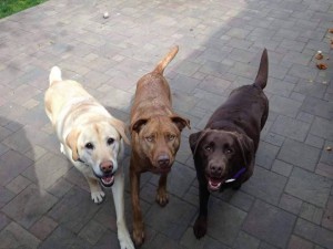 three musketeers Rory with other dogs
