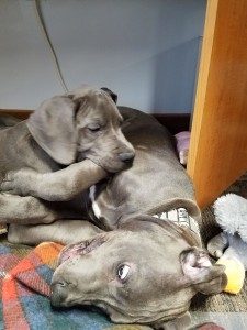 male puppies playing with each other on the floor of an office