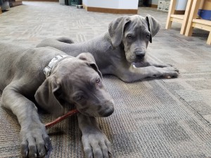 puppies lying on floor of office