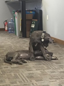 Otto & Gozer lying on the floor of the office