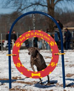 dog jumping through hoop at a bark park