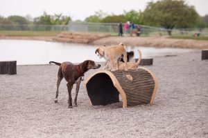 dogs playing on log-themed tunnel