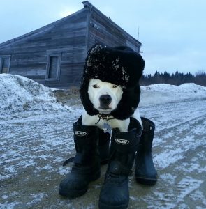 funny photo of dog wearing cold weather gear