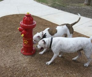 dogs sniffing park fire hydrant
