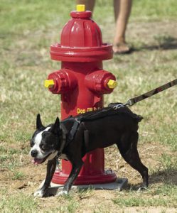 dog playing next to fire hydrant