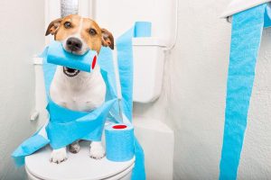 dog sitting on toilet making a mess with blue toilet paper