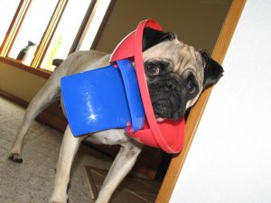 pug with trash can lid stuck around its neck