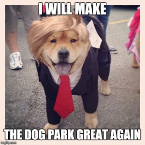 Dog dressed up as president trump