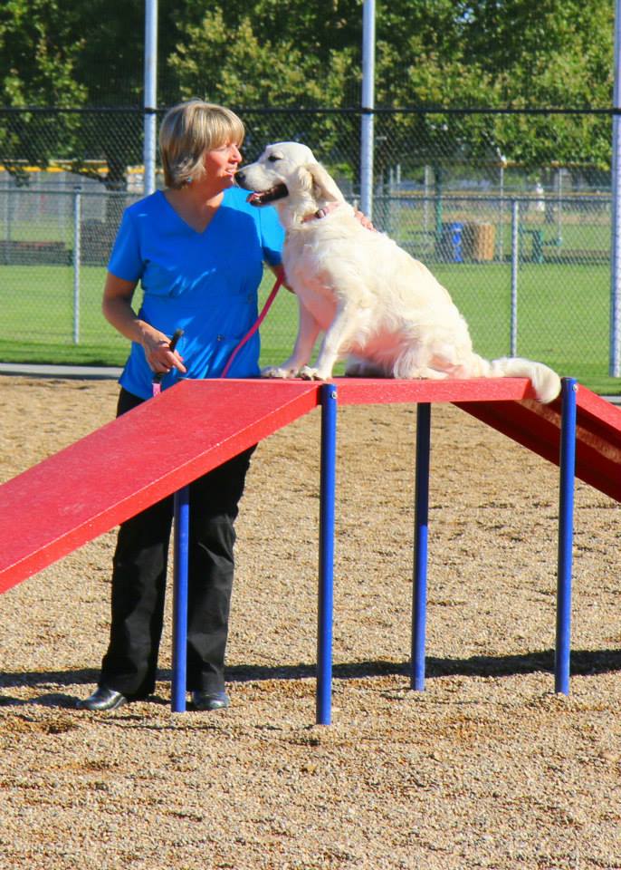Retriever dog on top of dog park agility course a frame ramp