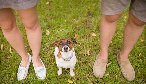 obedient dog sitting in between the legs of two people