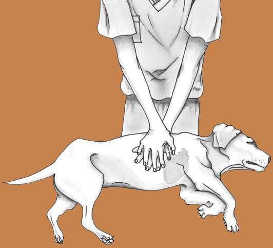 Performing CPR on dogs