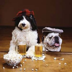dogs wearing hats and drinking beer at a bar with popcorn