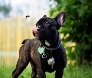 a dog looking at a bee flying in the air