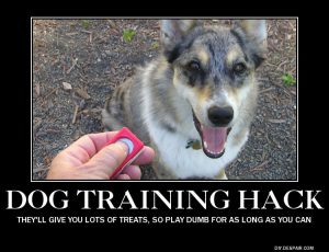 dog training meme