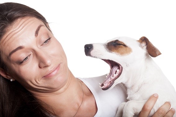 dog with bad breath yawning in female owners face