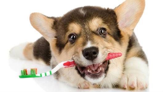 puppy holding a tooth brush in its mouth
