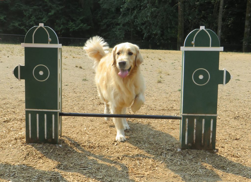 dog preparing to jump over agility bar at dog park