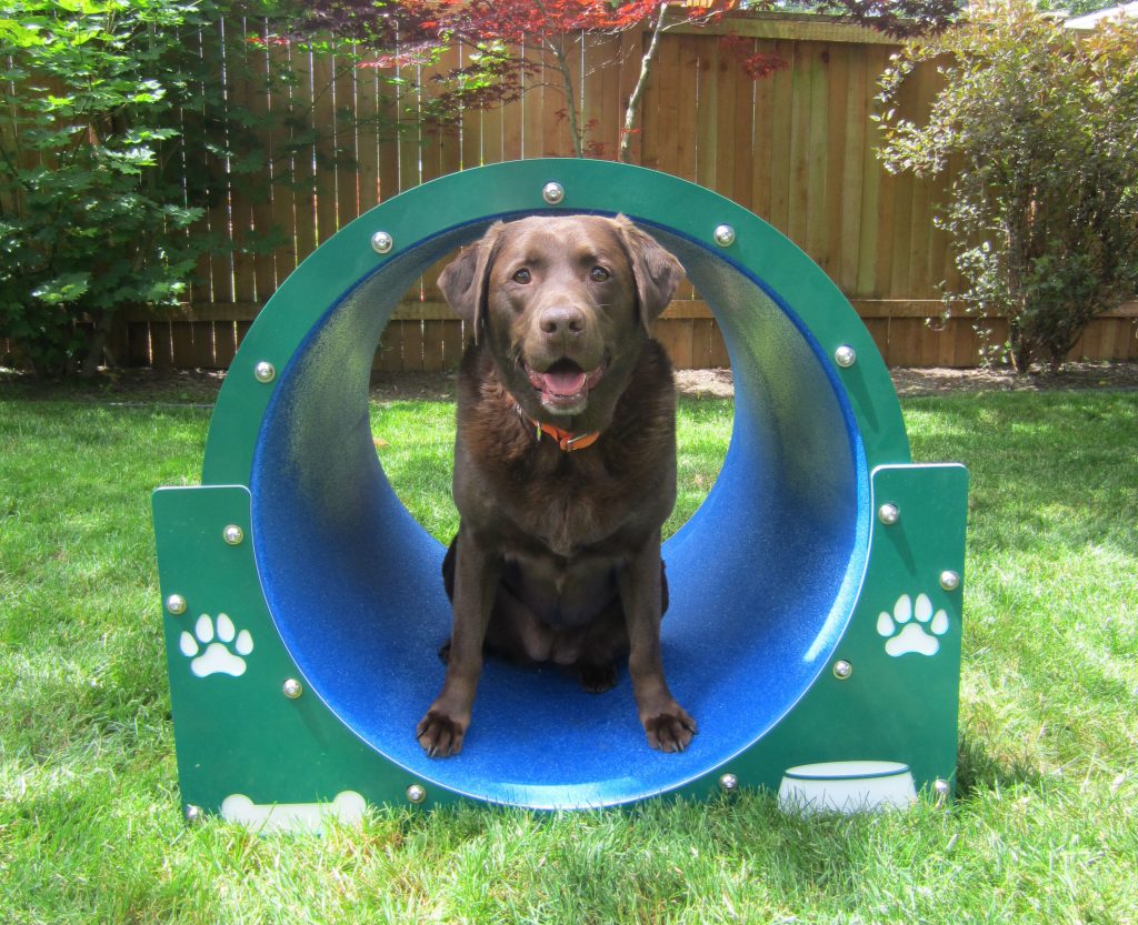 dog enjoying dog park barrel tunnel obstacle