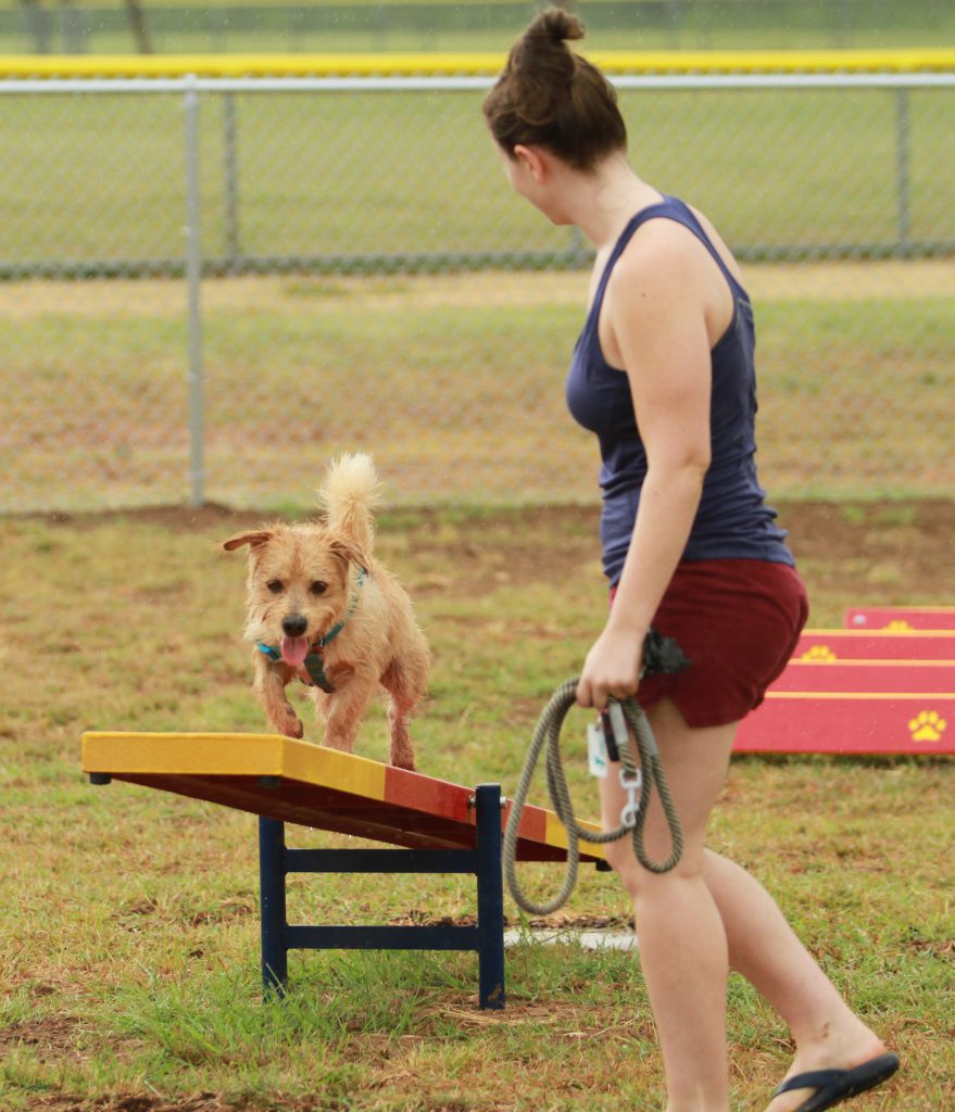 cute dog walking up teeter totter obstacle at the dog park agility course