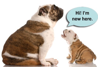 puppy and full grown bulldogs with speech bubble
