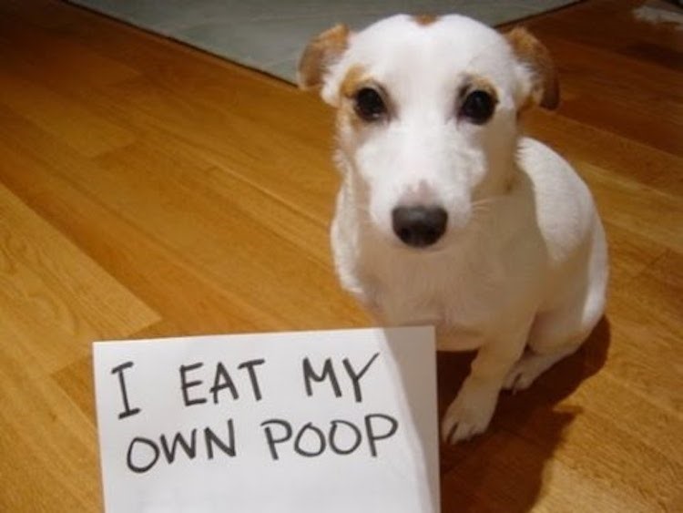 dog sitting next to sign that says I eat my own poop