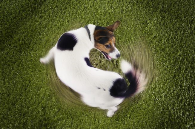 edited photo of a dog chasing its tail