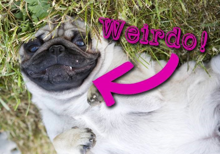 pug dog with weird facial expression