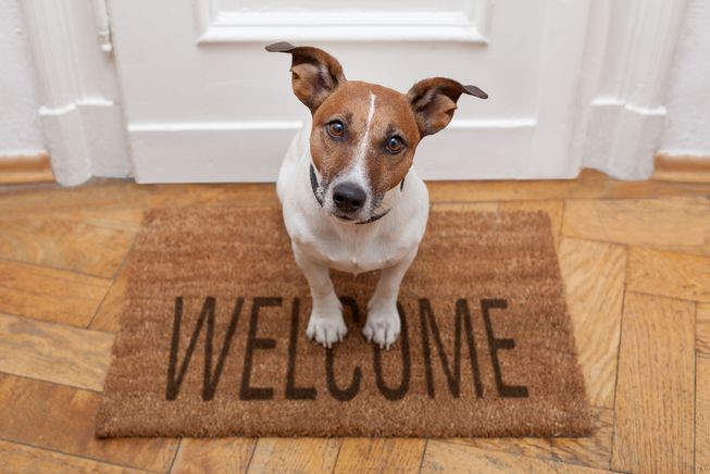 obedient dog sitting on a welcome mat
