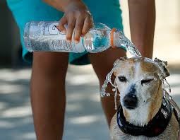 dog cooled down with bottle of water on a hot day
