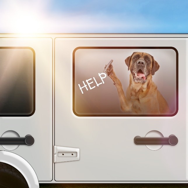 dog trapped inside hot car asking to be rescued