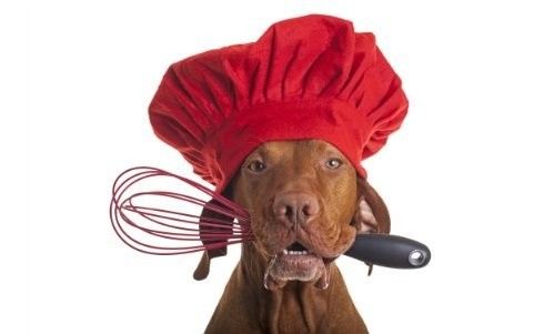 dog wearing chef hat and holding a wire whisk