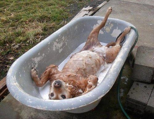 soapy dog in a bathtub being washed outside