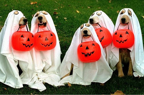 golden retriever dogs dressed in spooky ghost halloween costumes and holding jackolantern buckets
