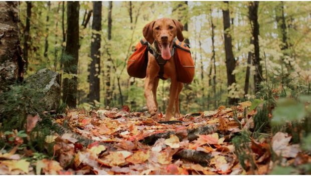 hound dog wearing trail bags while walking through woods