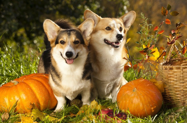 autumn style photo with corgis next to pumpkins