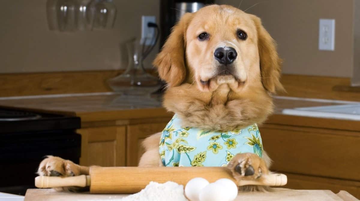 dogbaking
