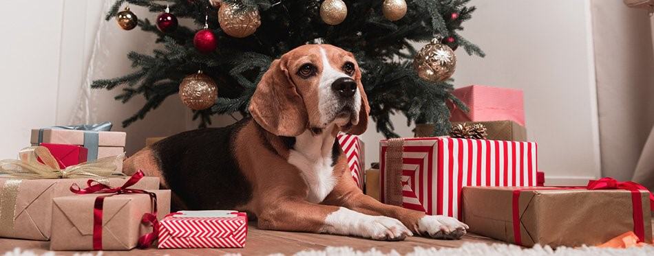 beagle dog sitting under a Christmas tree