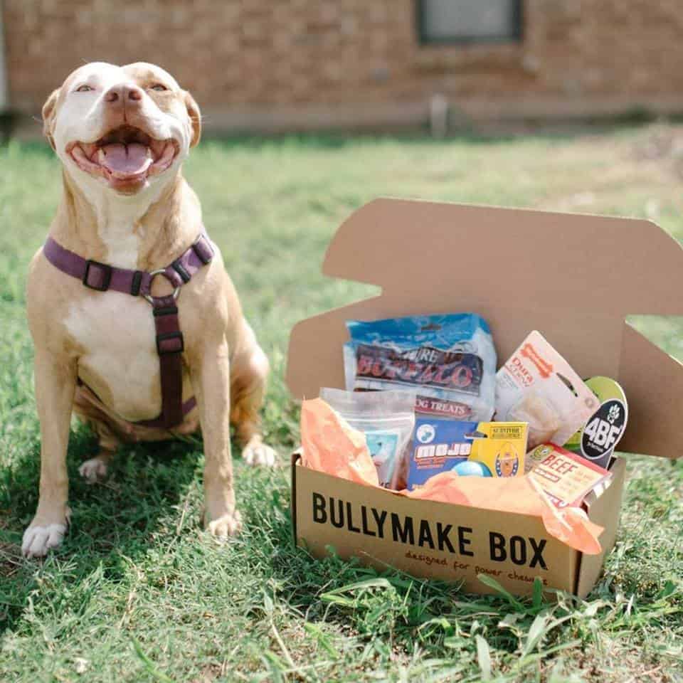 Happy pitbull dog receiving a box of treats as a gift