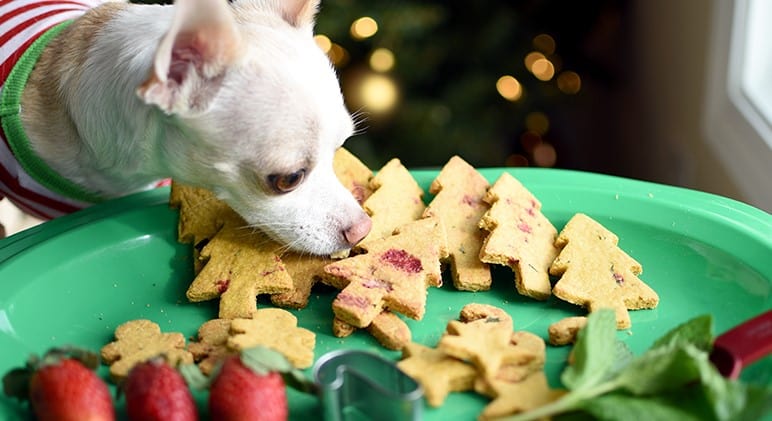 chihuahua wearing sweater eating Christmas tree shaped dog trees